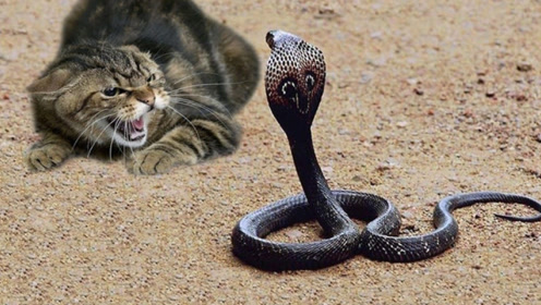 彪悍猫咪大战眼镜蛇,场面惊险,结局让人意想不到!