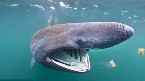 姥鲨高清