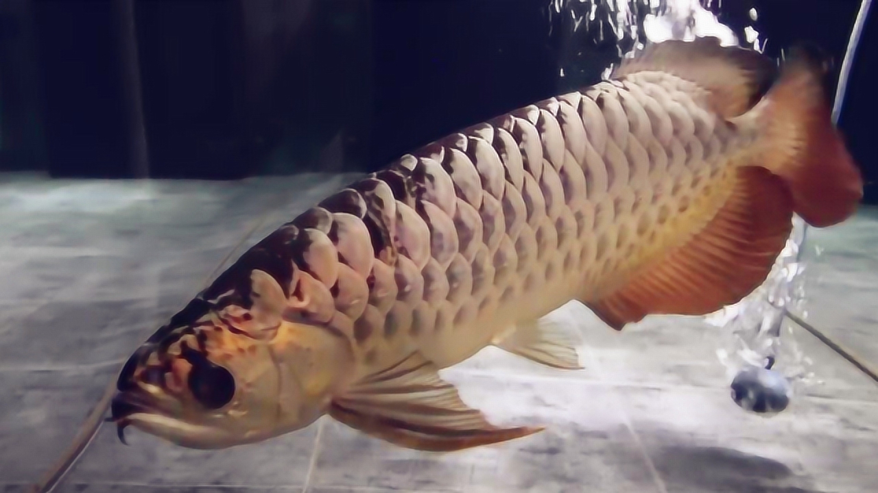 一条长达6年的过背金龙鱼,看着太霸气了,你觉得多少钱能买下?