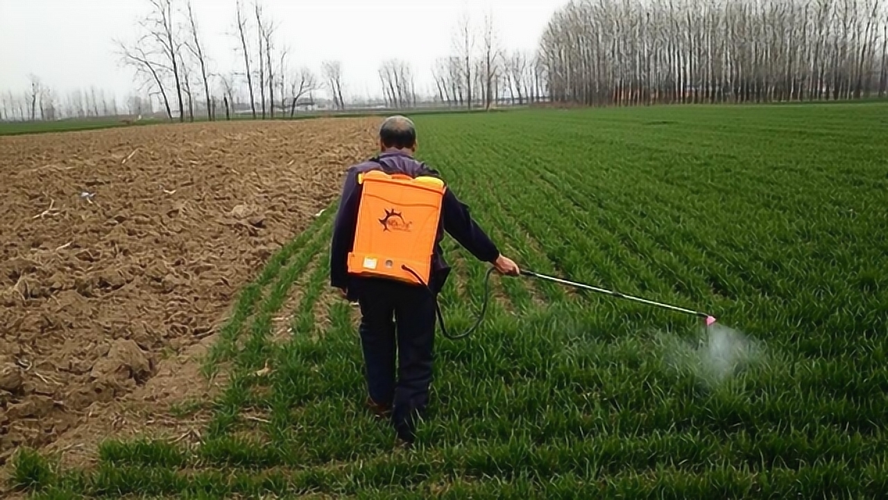 河南南阳:麦田打药开始了,喷雾器改装电动打药,省时省力又高效