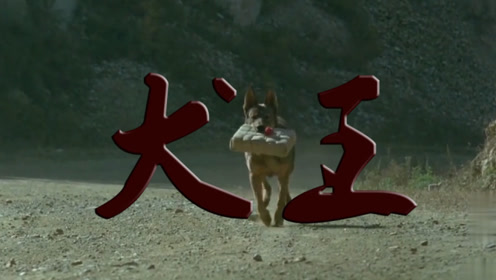 导演为求真实炸死军犬惹众议,看儿时经典抗日题材电影《犬王》