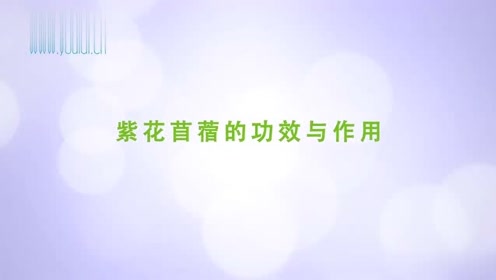 紫花苜蓿的功效与作用 腾讯视频