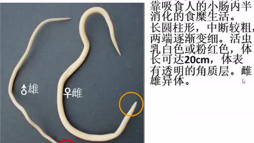 环形动物 腾讯视频