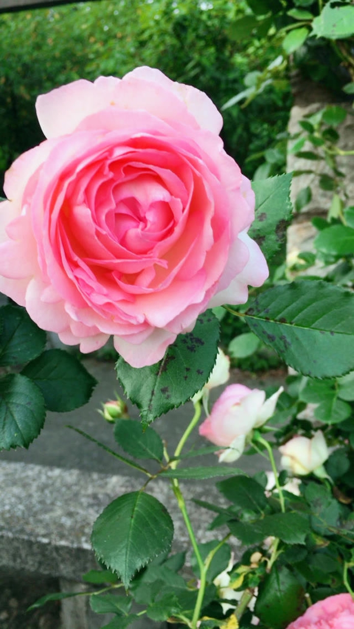 粉色龙沙宝石月季,蔷薇园里最美的花,但是爱低垂着脑袋.