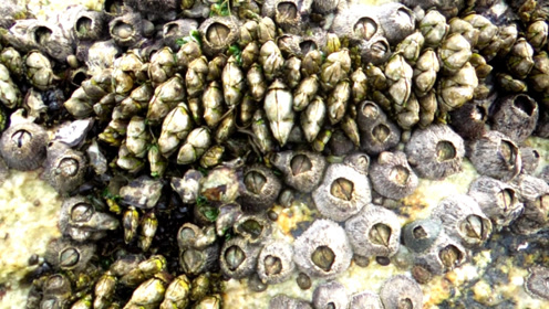 佛手蕉 腾讯视频