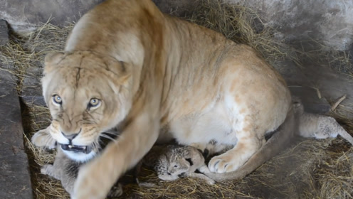 都说母老虎彪悍,那么你见过护犊的母狮子么?半米内性命之忧!