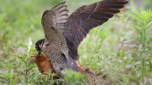 老鹰残忍攻击小鸡,鹰鸡大战一触即发,镜头全过程