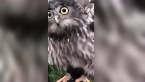 270度转头 腾讯视频