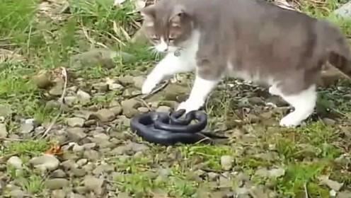 猫蛇大战 腾讯视频