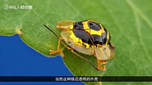 [图]三种最神奇的生物，生来就“穿金戴银”，体内竟含有24K纯金！