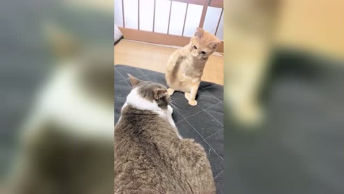 腾讯视频