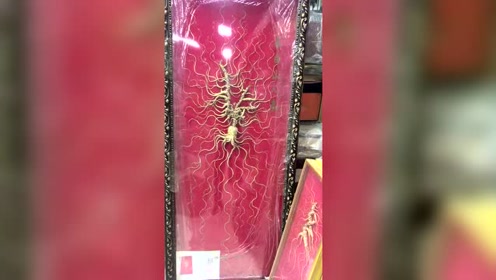 天种山参培养根 腾讯视频