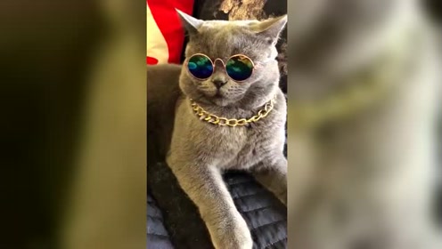 社会我猫哥,人狠话不多!一个字帅