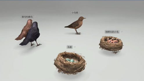 鸟类动画片 腾讯视频