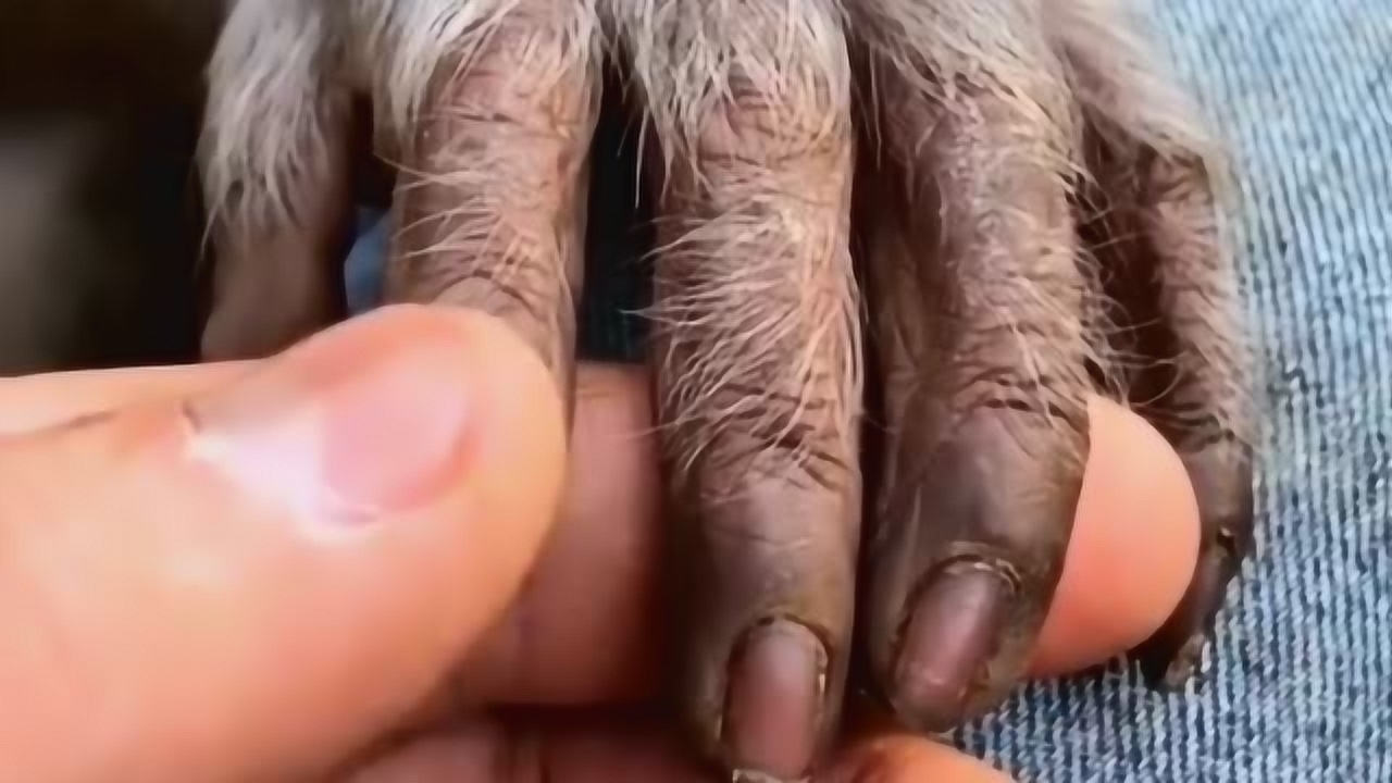 大猩猩的手和人类一样,只是多了一点毛发而已,指甲和指纹一样不少!