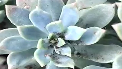 多肉介壳虫清理 腾讯视频