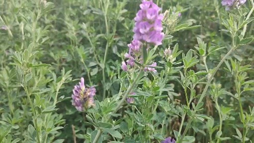 紫花苜蓿打捆 腾讯视频