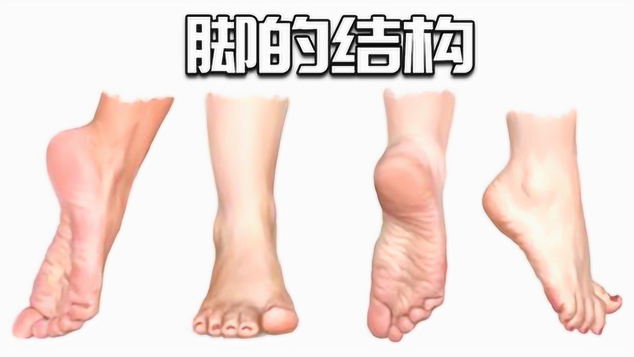 脚结构 生物学名词 搜狗百科