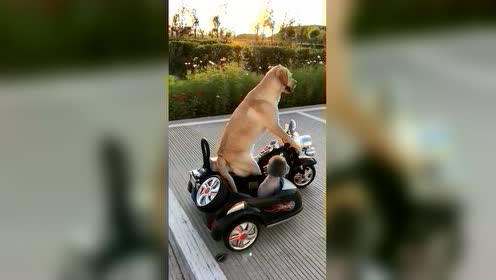 狗狗骑摩托 腾讯视频