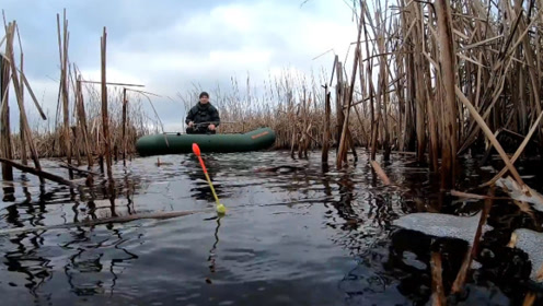 躲在芦苇荡里野钓，清一色的大板鲫