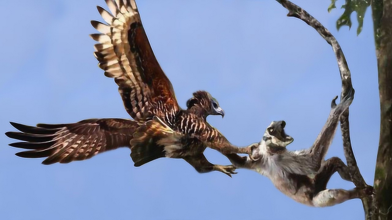 真实存在的"食猴鹰",实拍食猴鹰抓猴子,最后还买一赠一!
