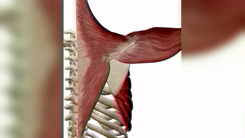 品皓健康三角肌后束