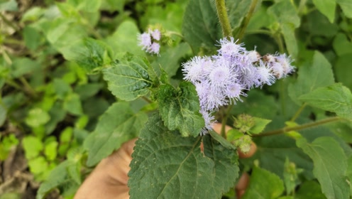 白花草 腾讯视频