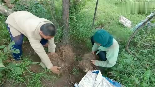藤枝成子 腾讯视频