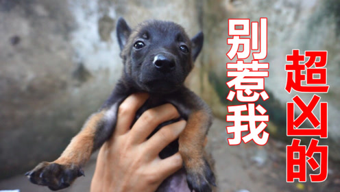 湖南湘南犬业小马 腾讯视频