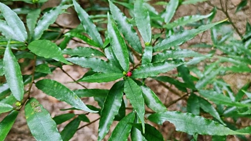 找到2棵珍贵细叶牛奶树,长的美价值高全身上下都是宝,你的家乡有吗?
