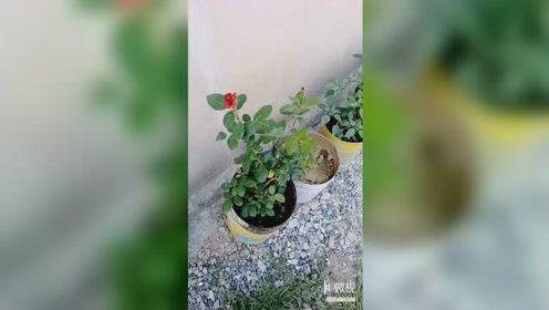 大自然花园 腾讯视频