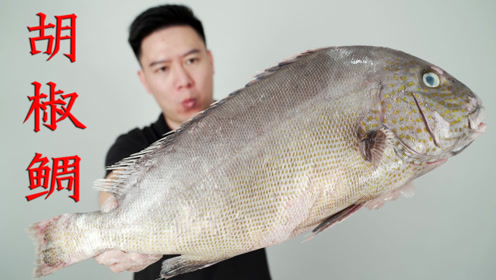 胡椒鲷 腾讯视频