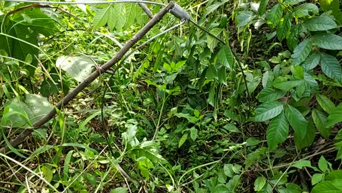野猪脖套下法 荒野求生
