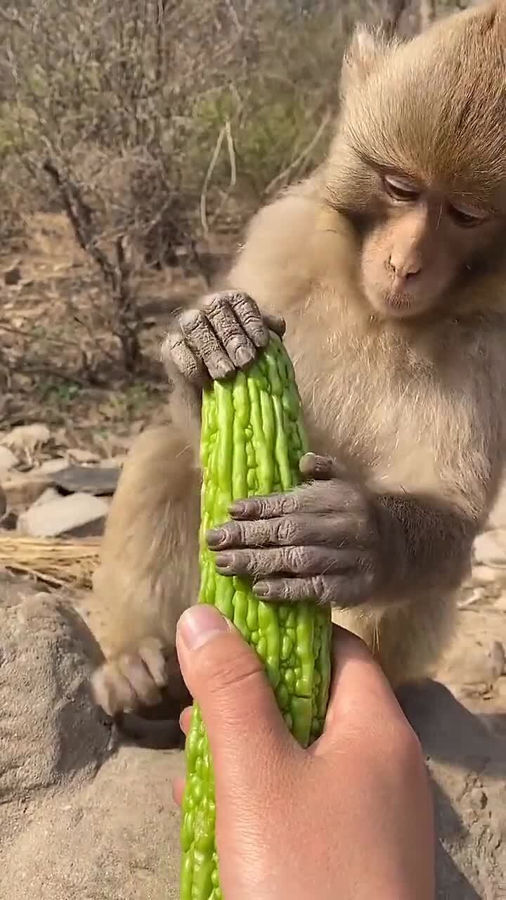 給小猴子吃苦瓜,它們的舉動也太搞笑,不知道第二隻心裡怎麼想的