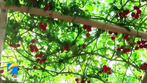 腾讯视频