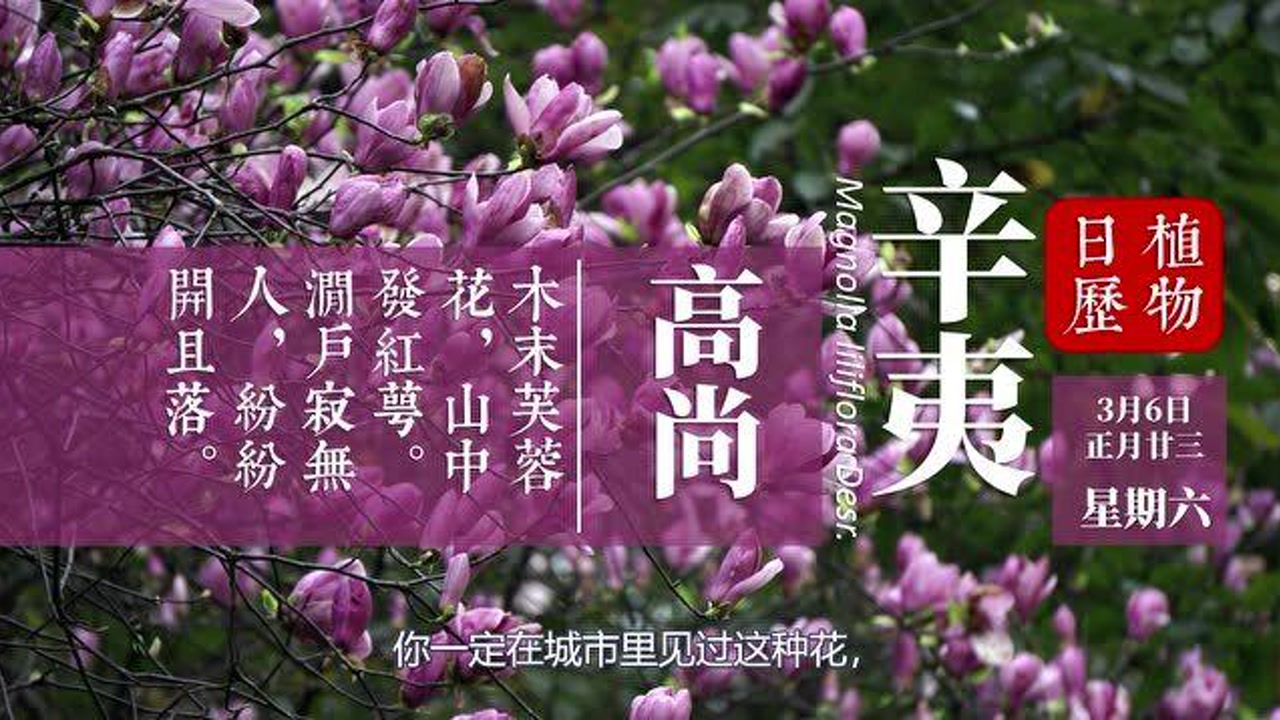 辛夷花 木兰科木兰属植物 搜狗百科