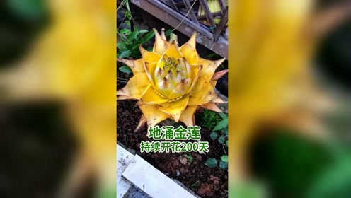 金色的花朵 腾讯视频