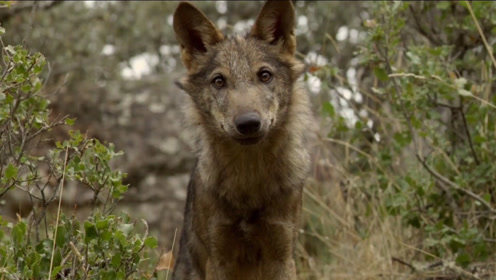 狼群之中英语 腾讯视频
