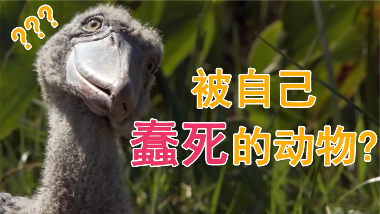 你一定没见过的几种动物,为什么会被自己蠢死?看到最后恍然大悟