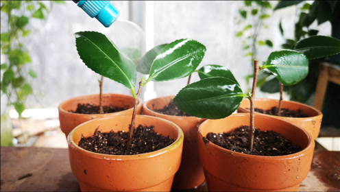 扦插茶花,掐准时机给它喷点"长根水",生根多又快