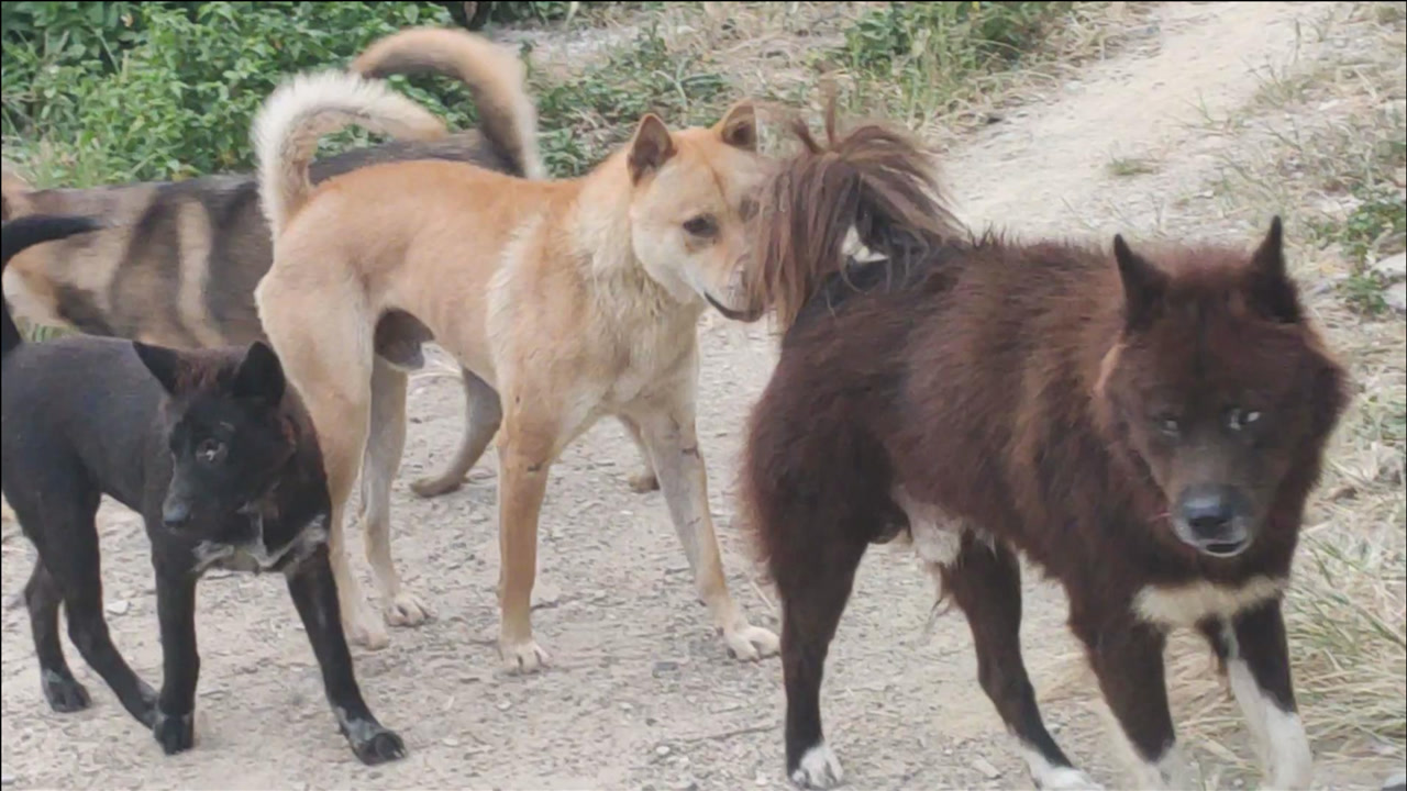 狗王死神的女儿再次遇到狗王暴君的女儿,哪条狗王基因更强大?