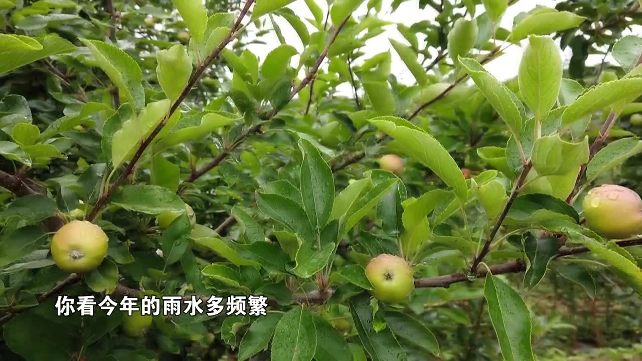 苹果炭疽叶枯病,预防才是关键!