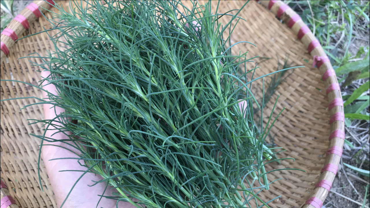 猪毛菜(藜科猪毛菜属植物)_搜狗百科