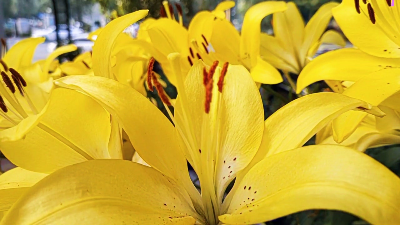 大连儿童公园南门,偶遇一片黄色百合花