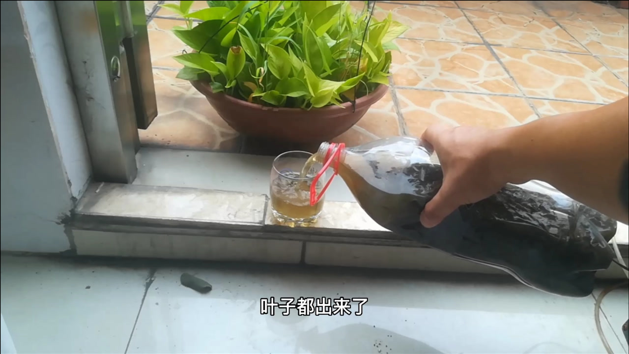 生根剂别再花钱买?教你自制生根水,效果比买的好