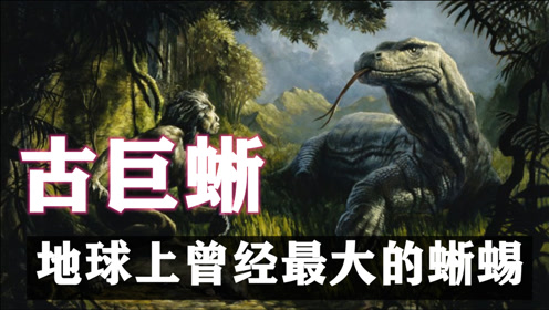 古巨蜥:世界上存在过的最大体型蜥蜴,比科莫多巨蜥大10倍