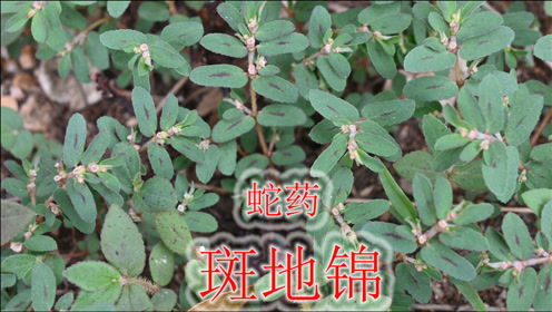 [图]农村常见有毒野草，蛇药植物“斑地锦”，认清楚与地锦草区别