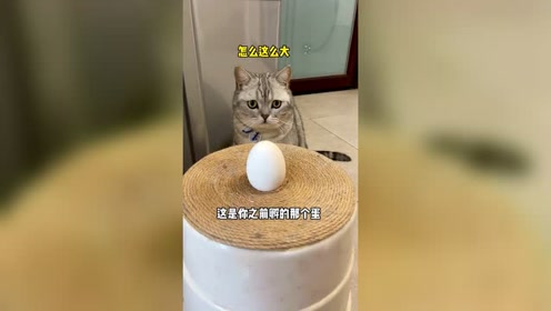 丑丑3岁啦!给它整了个鹅蛋孵,最后它又笑着孵蛋了