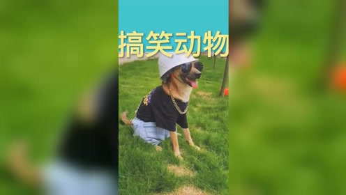 搞笑動物大合集:沙雕動物歡樂多