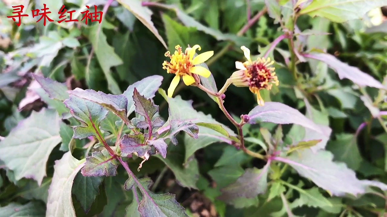 千里光(菊科千里光属植物)_搜狗百科